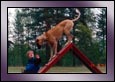 agility