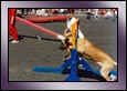 agility